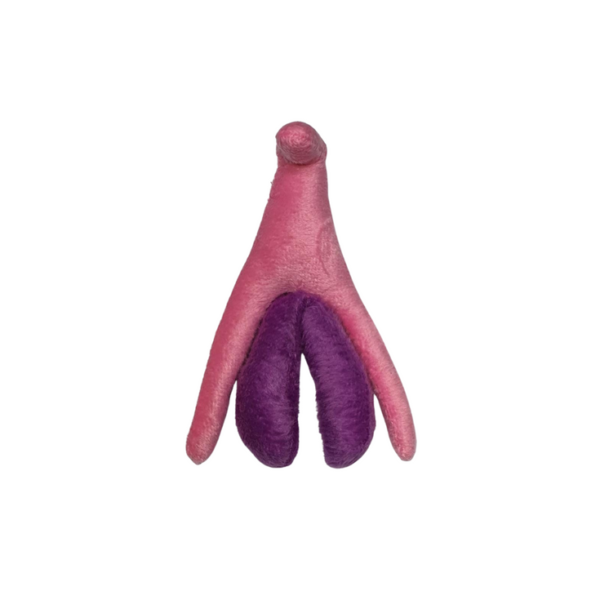 Vulva Didática Anis